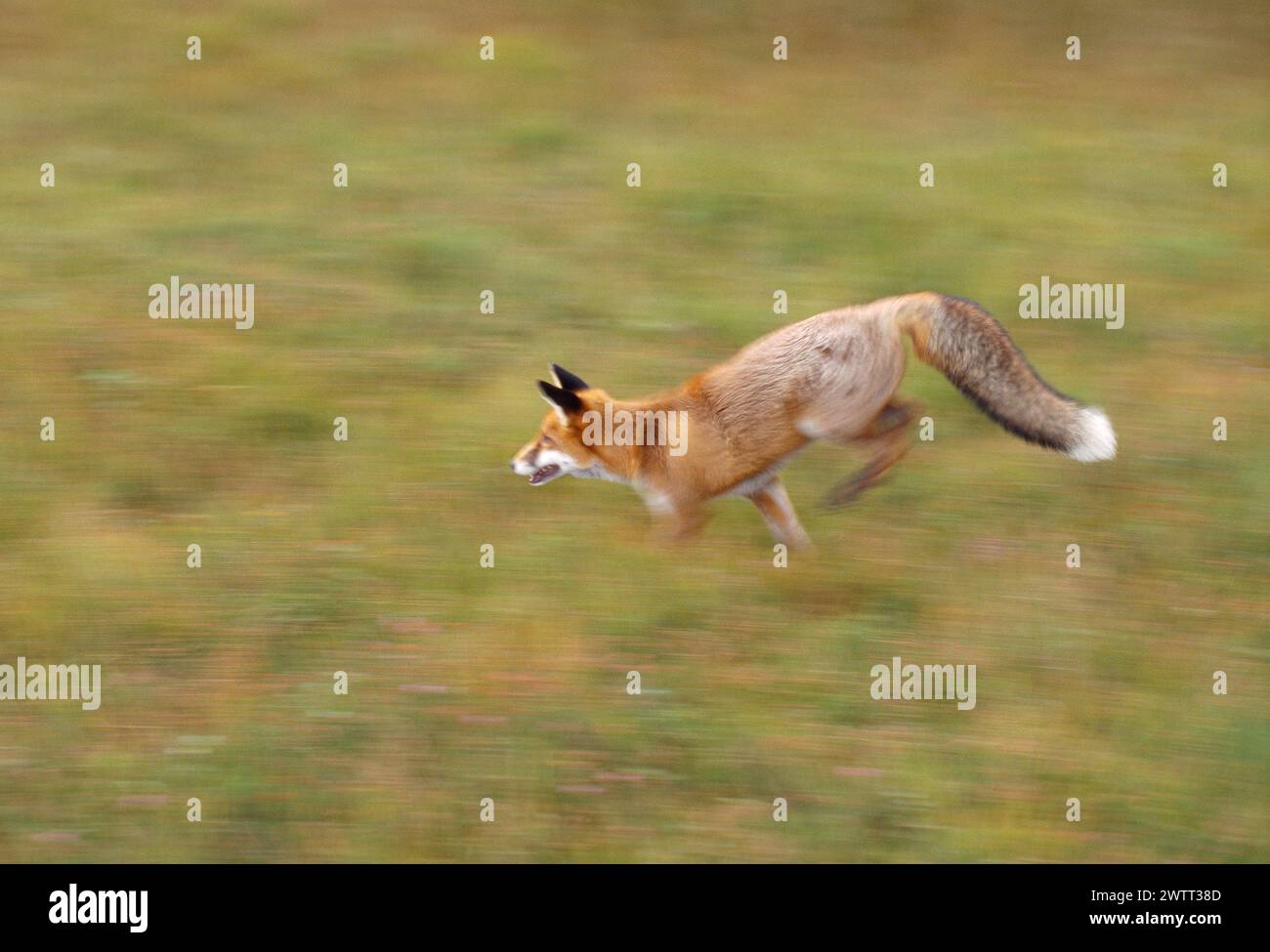 Lauffuchs (Vulpes vulpes), halbgewöhnt, fotografiert mit Bewegungsunschärfe, Loch Lomond & Trossachs National Park, Stirlingshire, SC Stockfoto