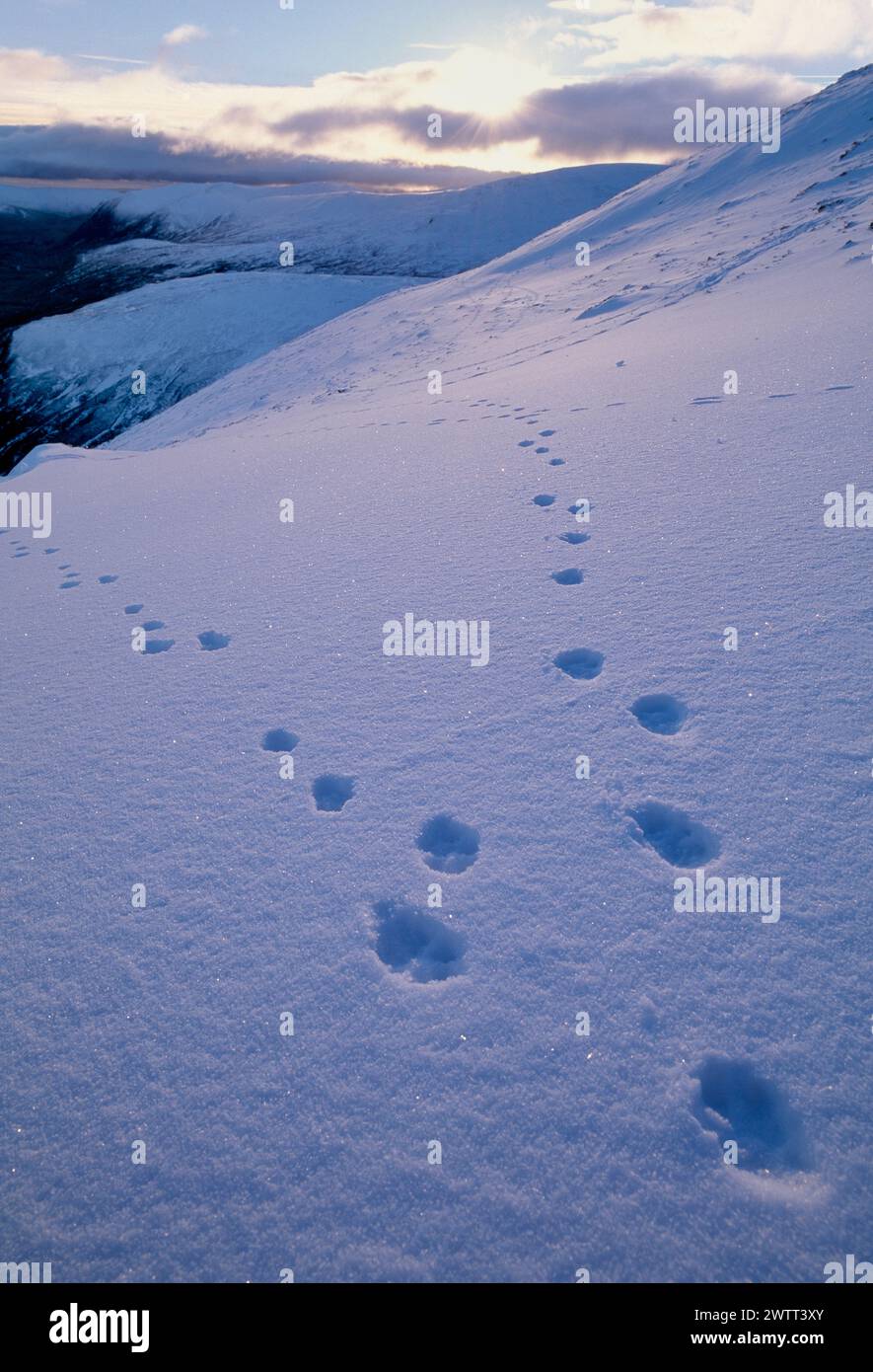 Mountain Hare (Lepus timidus) Trails im Schnee, Cairngorms National Park, Schottland, Januar 1999 Stockfoto