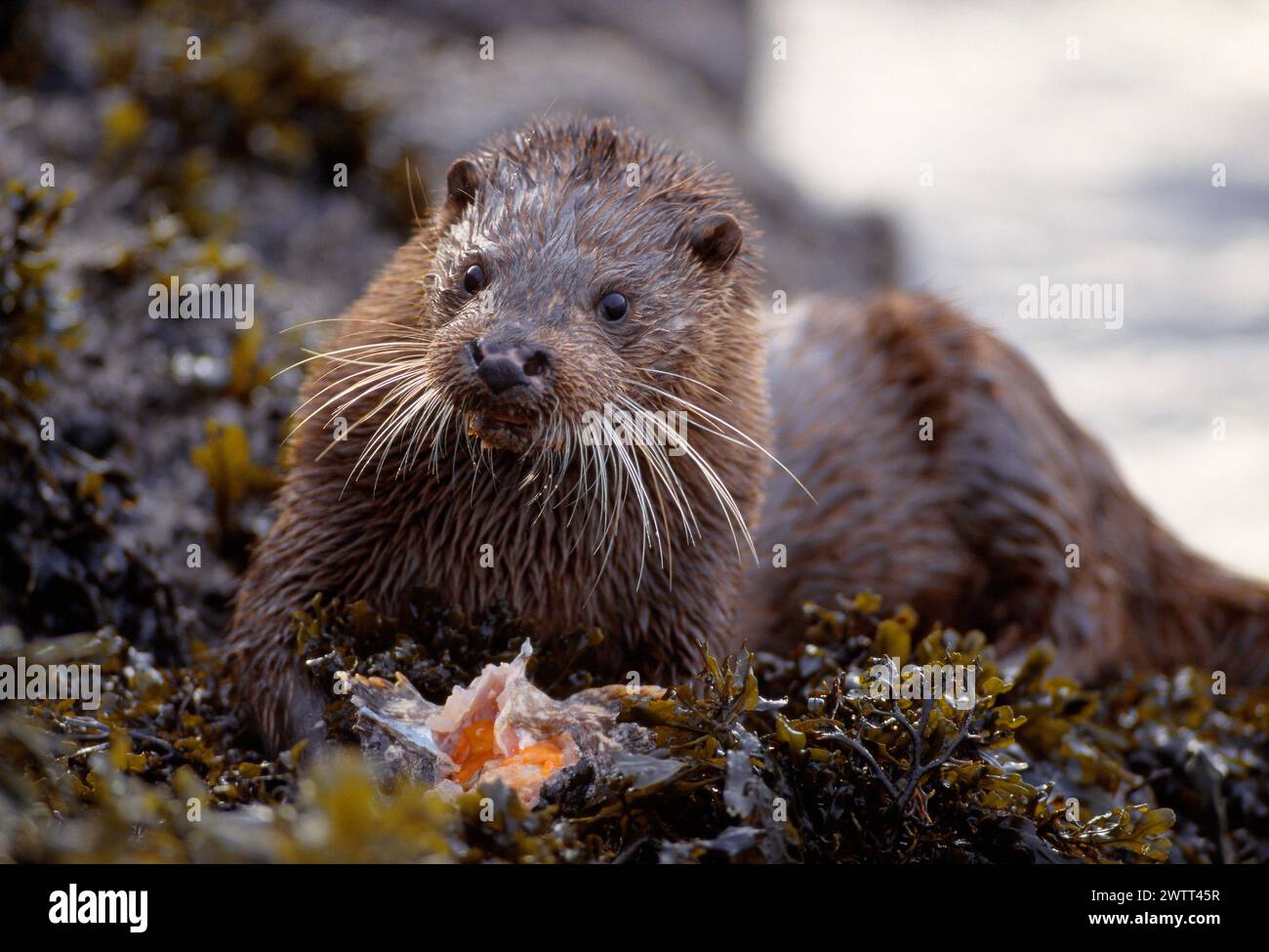 Otter (Lutra lutra), die Fische am Ufer von Loch Slapin, Isle of Skye, Schottland, füttern, Dezember 1993 Stockfoto