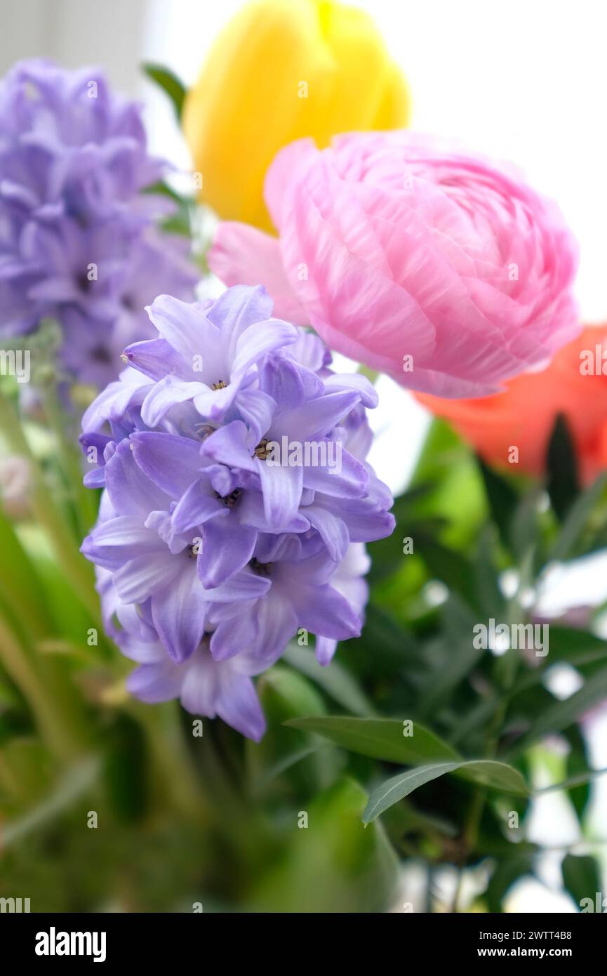 Hintergrundbeleuchtetes Blumendisplay in Vase und weißem Hintergrund Stockfoto