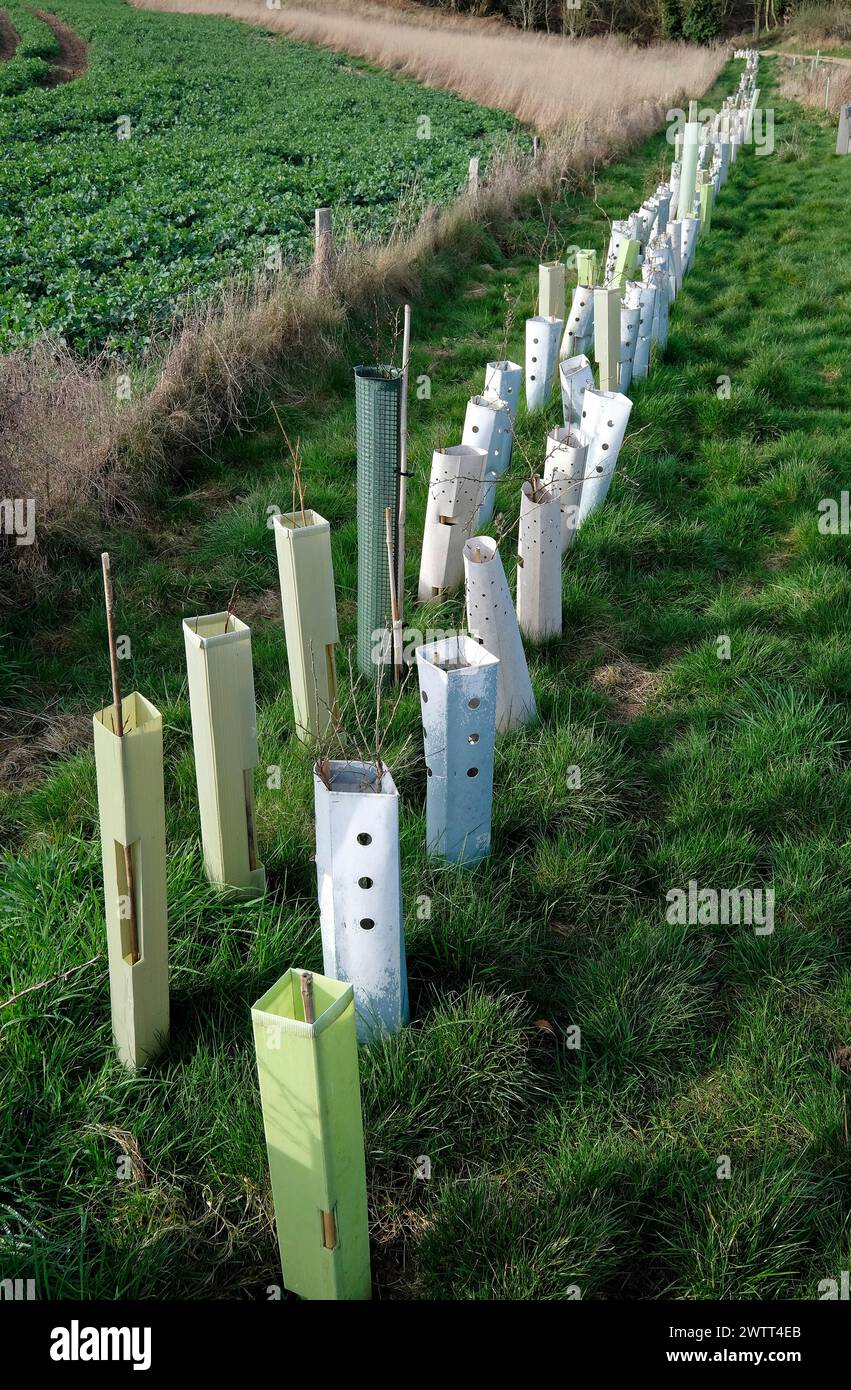 Kunststoff-Pflanzenschutz am Hedgerow-Projekt, sheringham Park, norfolk, england Stockfoto