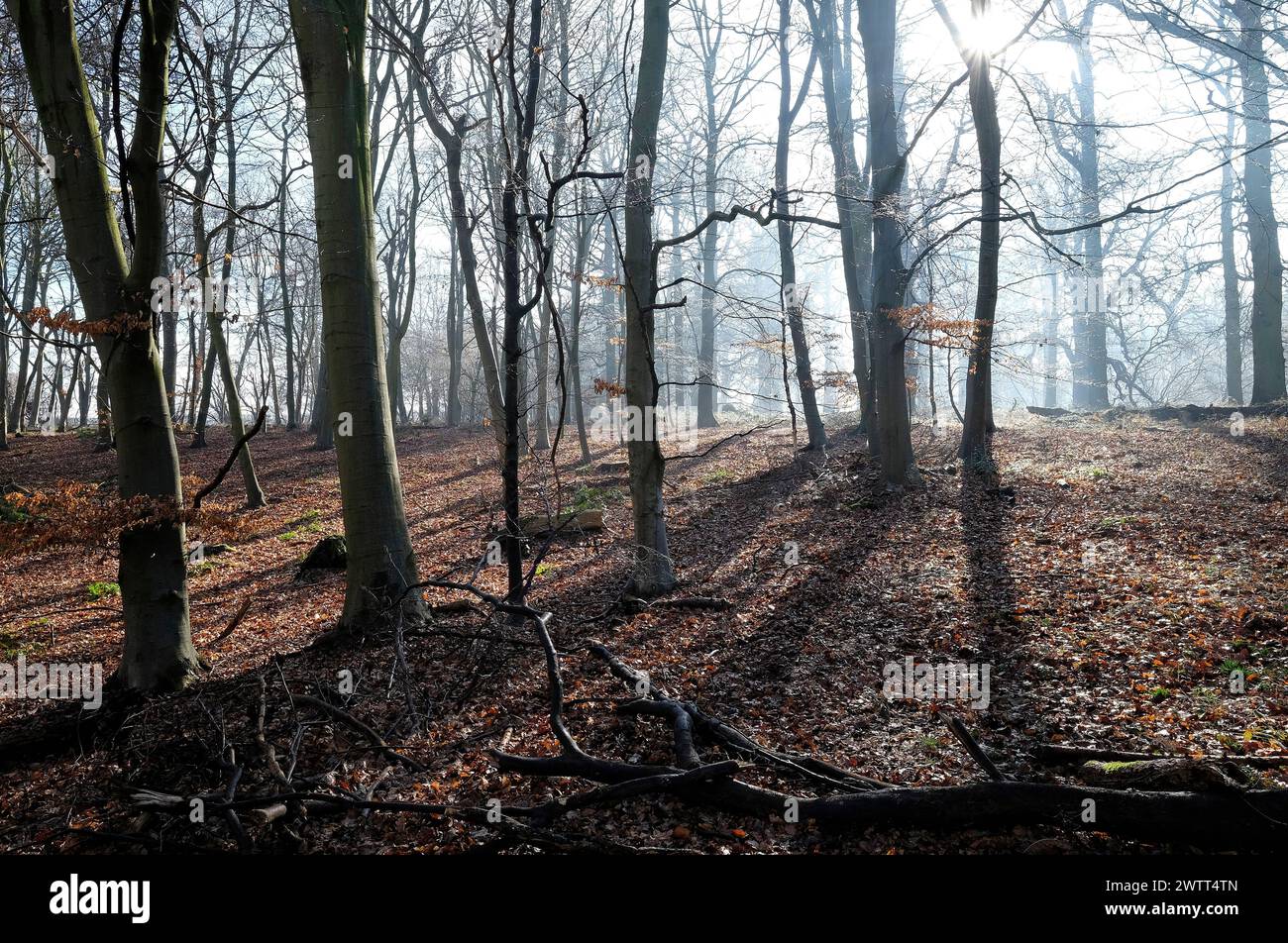blickling Park Woods, norfolk, england Stockfoto