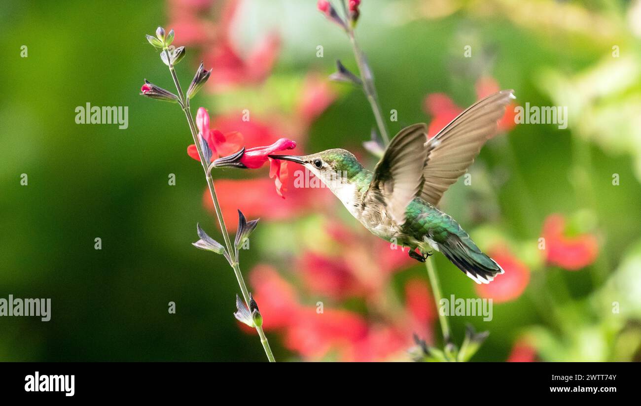 Nahaufnahme eines rubinhaltigen Kolibri im Flug und Fütterung aus Nektar einer blühenden Salbeipflanze. Quebec, Kanada Stockfoto