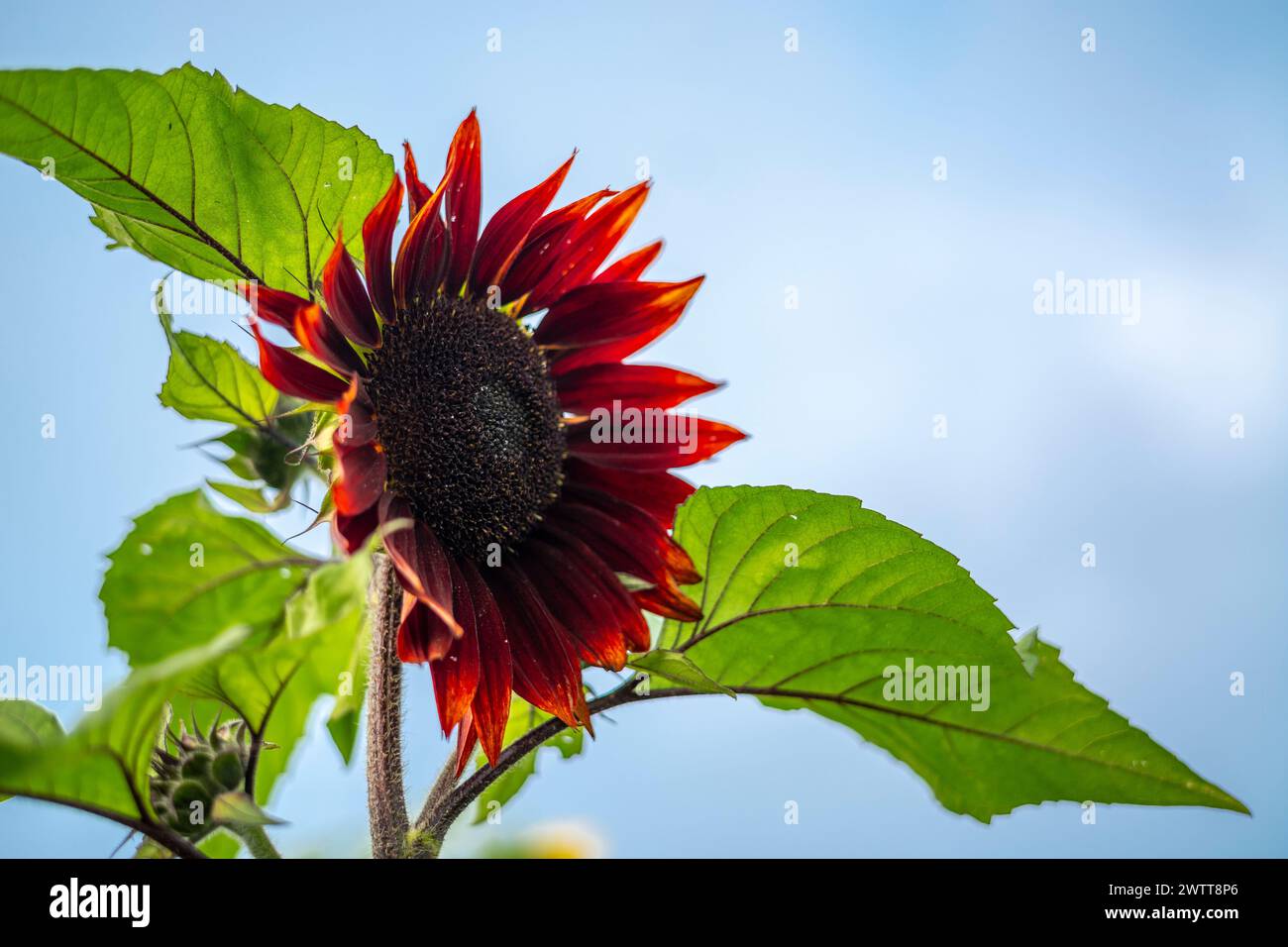 Eine leuchtende rote Sonnenblume, die sich zu einem klaren blauen Himmel erhebt. Stockfoto