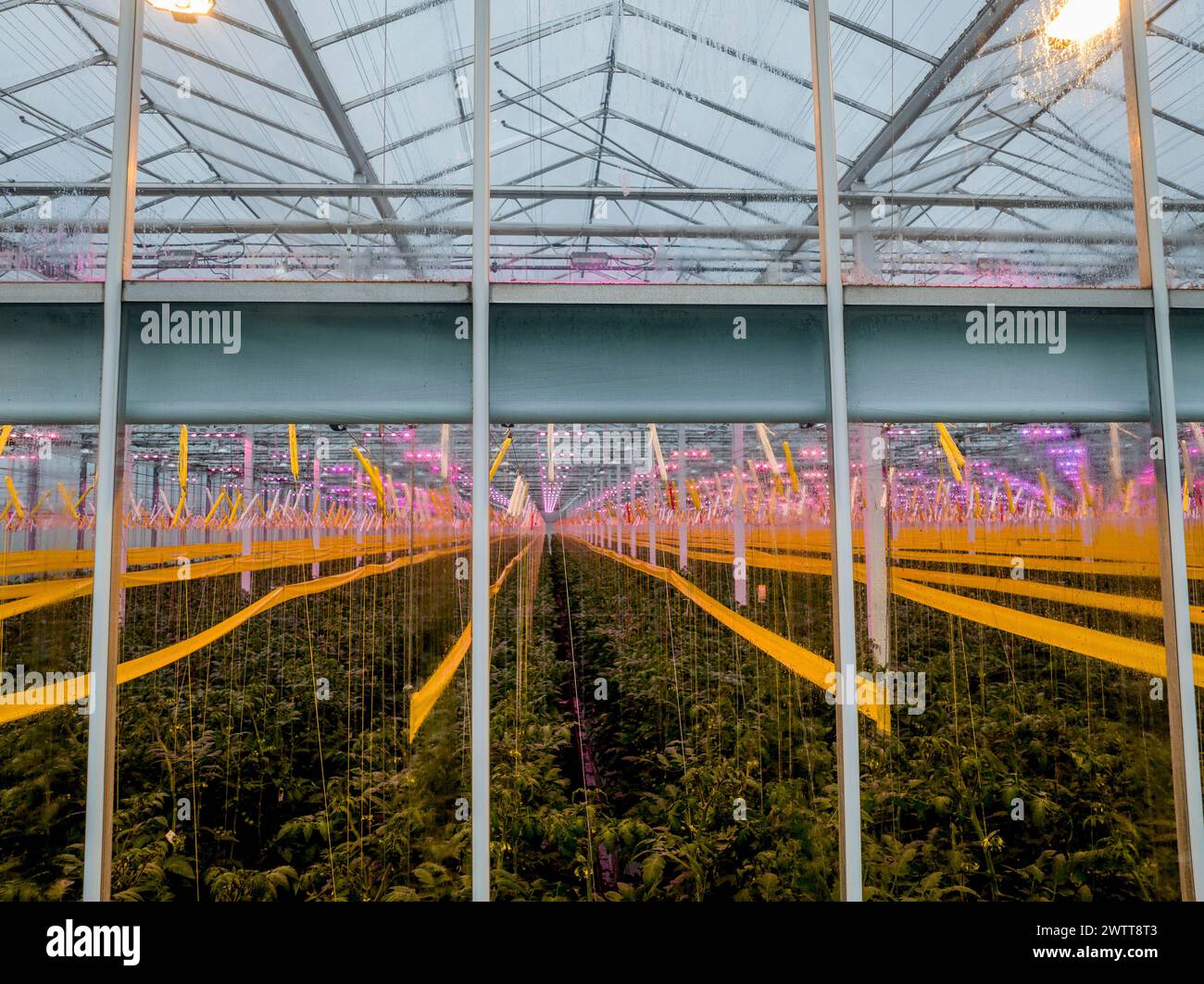 Indoor Farm mit LED-Anbauleuchten Stockfoto