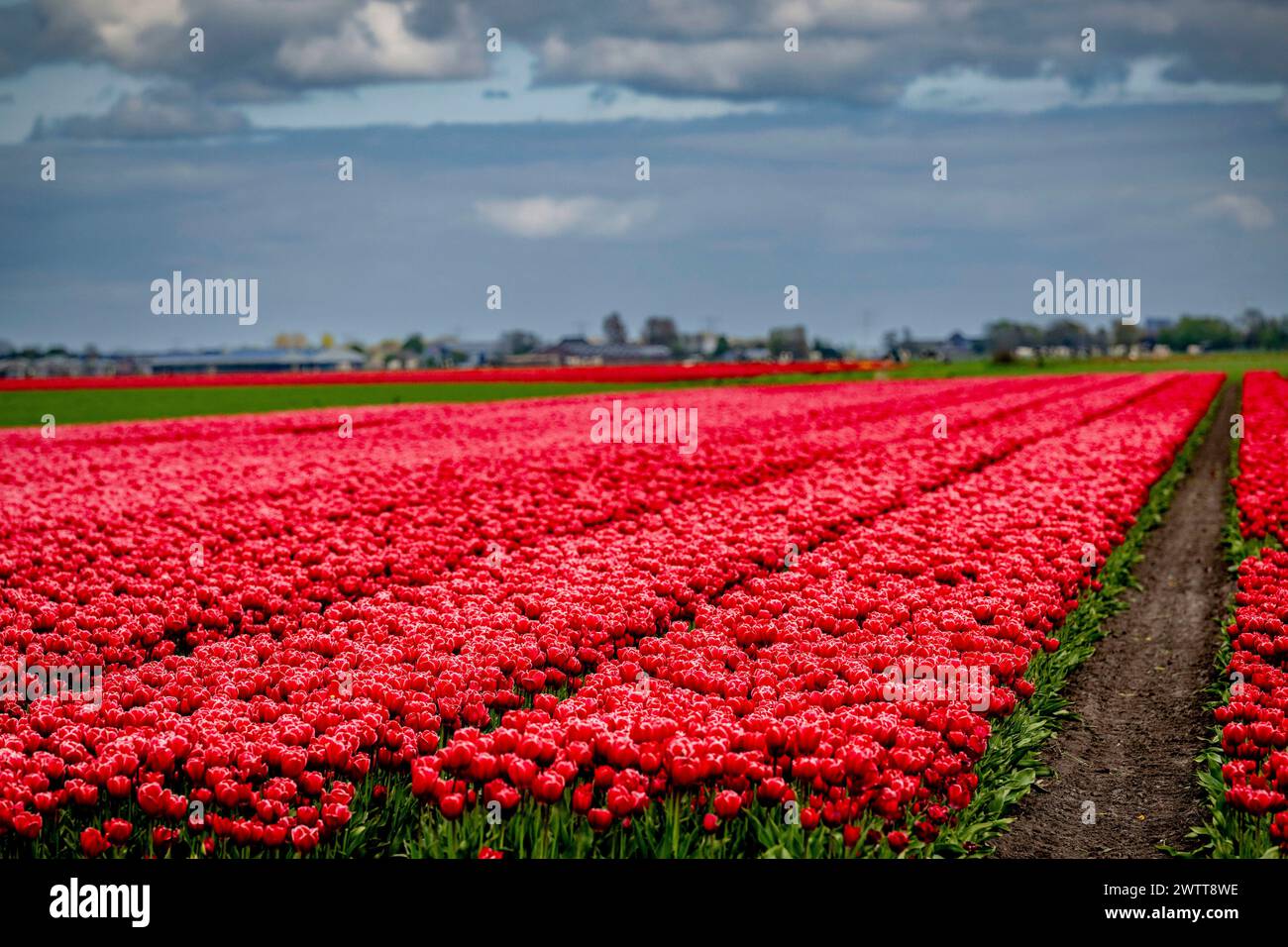 Lebendiges, rotes Tulpenfeld unter einem dramatischen Himmel Stockfoto