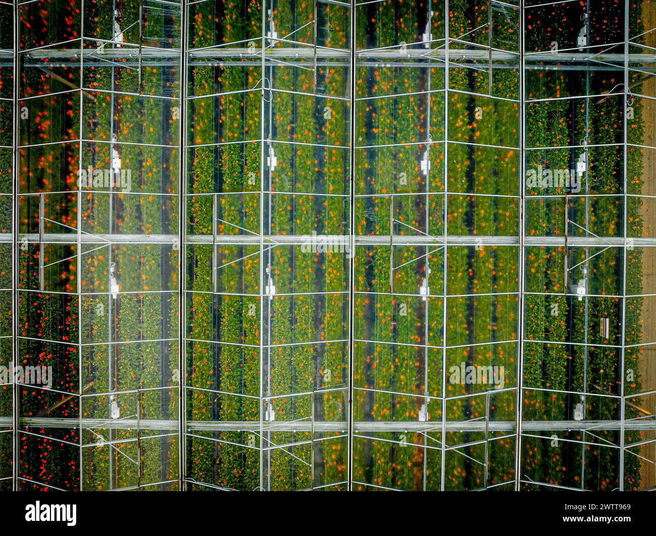 Reflektierendes Grünmuster in einer spiegelnden Gebäudefassade. Stockfoto