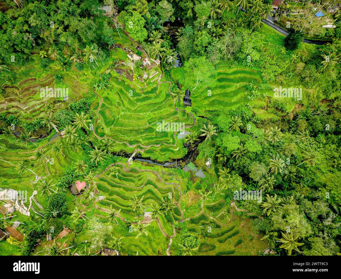 Üppig grüne Reisterrassen von einem Vogelblick Stockfoto