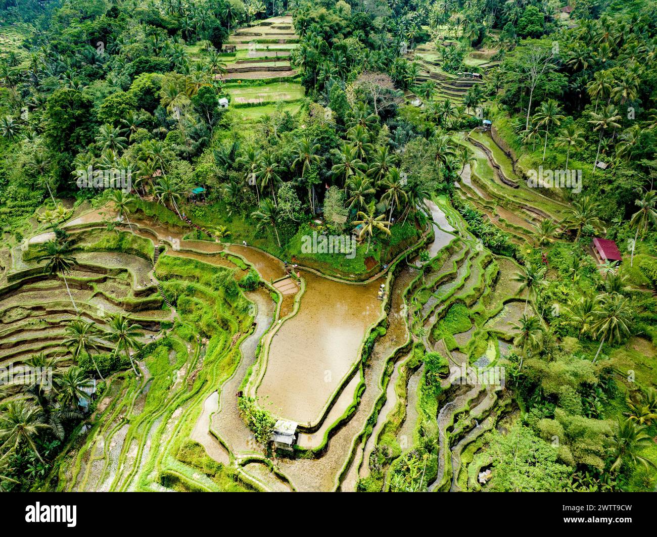 BALI - Tegallalang Reisfelder befinden sich in einem Tal, das einen außergewöhnlich schönen Blick über die Terrassen und die umliegende grüne Landschaft bietet. Aus der Vogelperspektive mit Blick nach unten Stockfoto