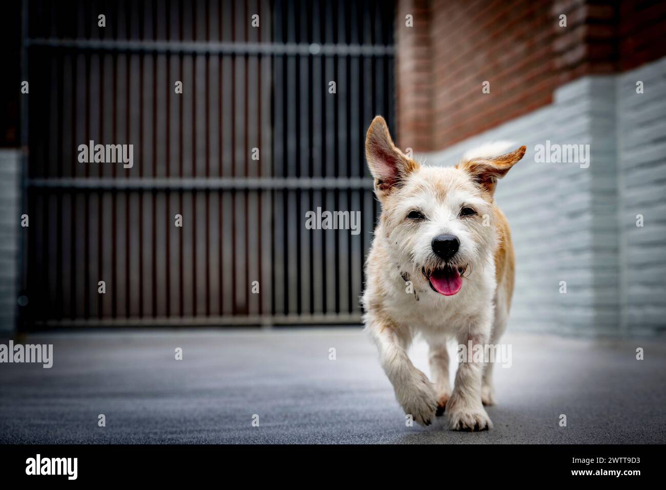 Glücklicher Hund, der die Straße runtertrabt Stockfoto
