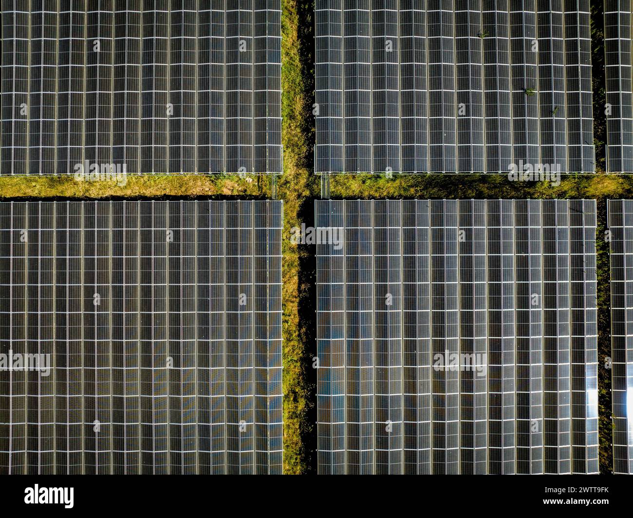 Luftaufnahme von Solarpaneelen mit Moos zwischen den Arrays. Stockfoto