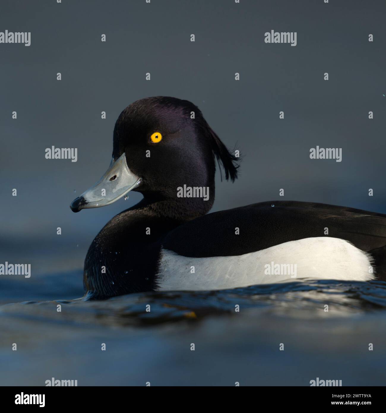 Getuftete Ente ( Aythya fuligula ), erwachsener Mann im Zuchtkleid, hellgelbe Augen, blauer Schnabel mit schwarzer Spitze, lila schimmerndes schwarz-weißes Gefieder. Stockfoto