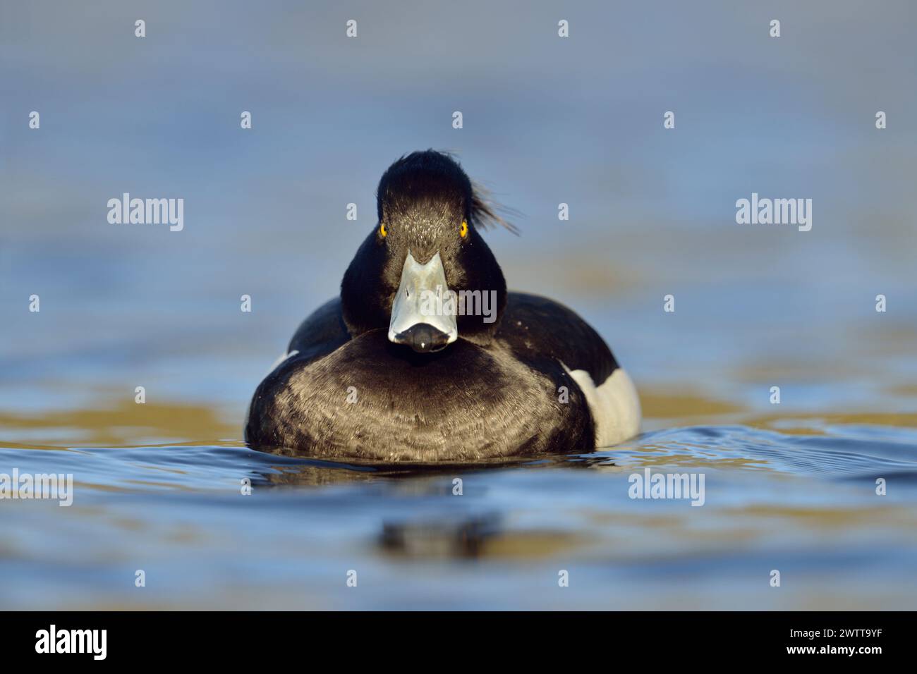 Tufted Ente ( Aythya fuligula ), ernsthaft männlich beobachtet, schwimmt nah in frontaler Position, direkter Augenkontakt, ziemlich häufige einheimische Arten, Europa. Stockfoto