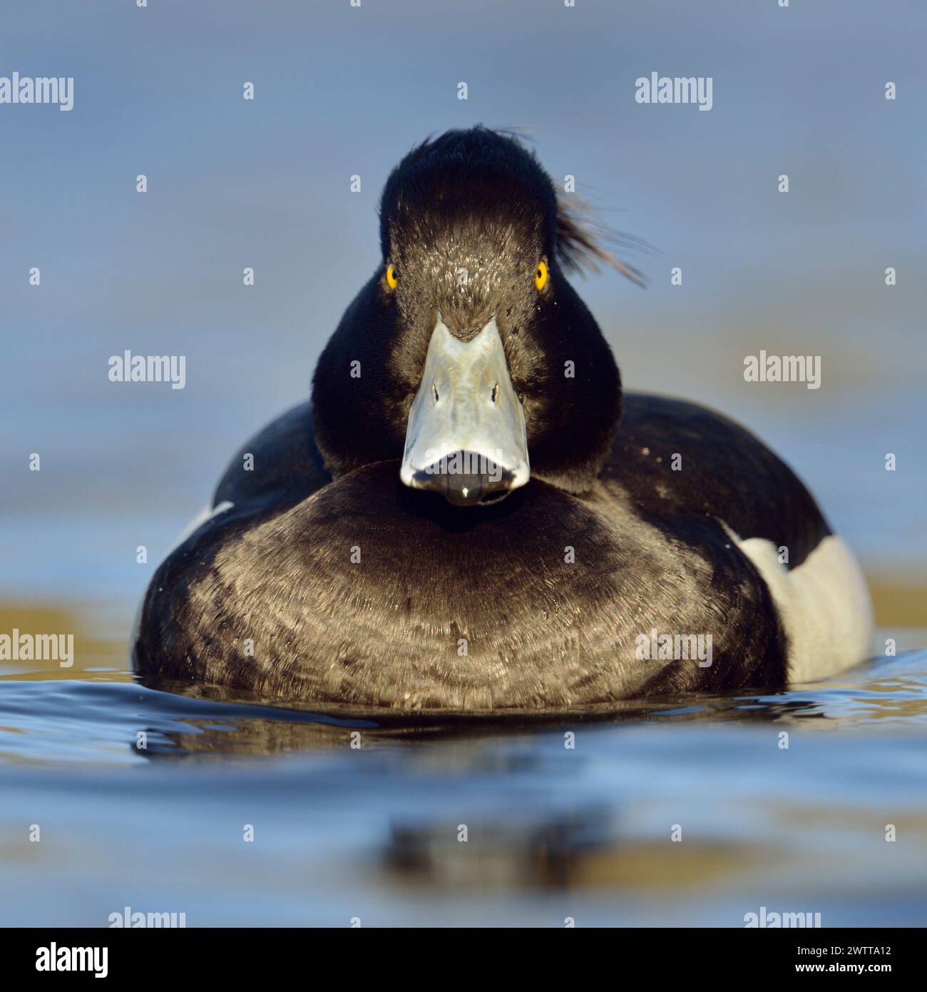 Tufted Ente ( Aythya fuligula ), ernsthaft männlich beobachtet, schwimmt nah in frontaler Position, direkter Augenkontakt, ziemlich häufige einheimische Arten, Europa. Stockfoto