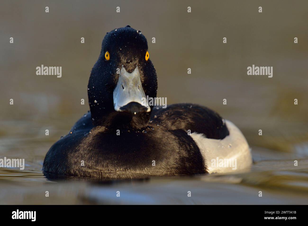 Getuftete Ente ( Aythya fuligula ), erwachsen, hübsch männlich im Zuchtkleid, mit hellgelben Augen, die direkt davor schwimmen, gewöhnliche Ente, einheimisch, Wildtiere, Stockfoto