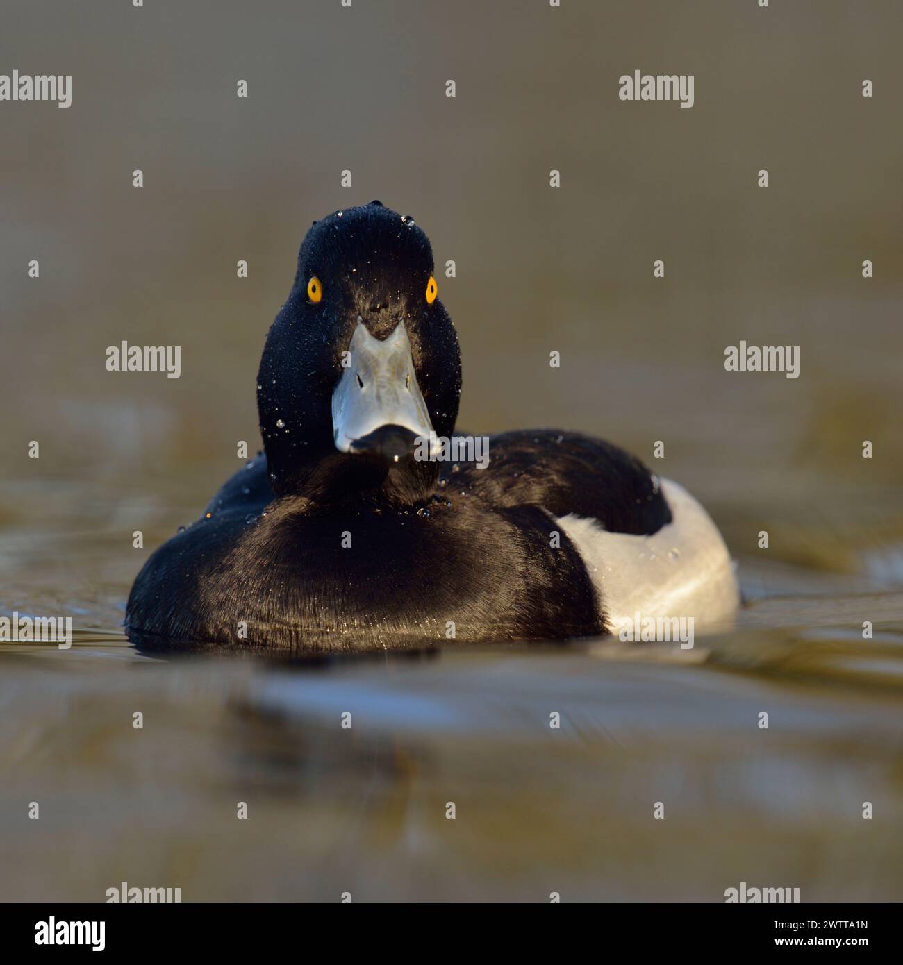 Getuftete Ente ( Aythya fuligula ), erwachsen, hübsch männlich im Zuchtkleid, mit hellgelben Augen, die direkt davor schwimmen, gewöhnliche Ente, einheimisch, Wildtiere, Stockfoto