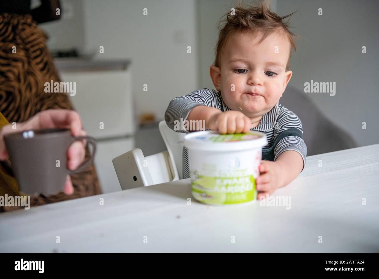 Neugieriges Kleinkind, das am Esstisch nach einem Joghurtbecher greift, während eine Erwachsene Hand ein Getränk in der Nähe hält. Stockfoto