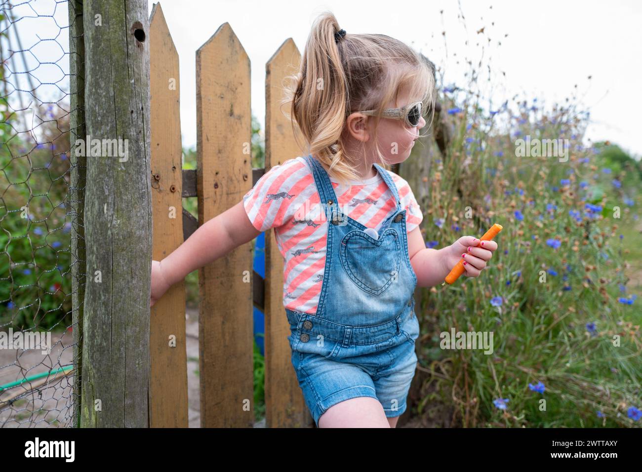 Kleines Mädchen, das einen Naturlehrpfad genießt und durch einen Holzzaun blickt Stockfoto