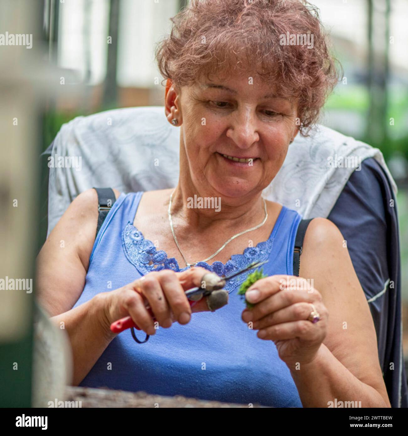 Die Frau konzentrierte sich auf das Töpfen von Pflanzen im Haus Stockfoto