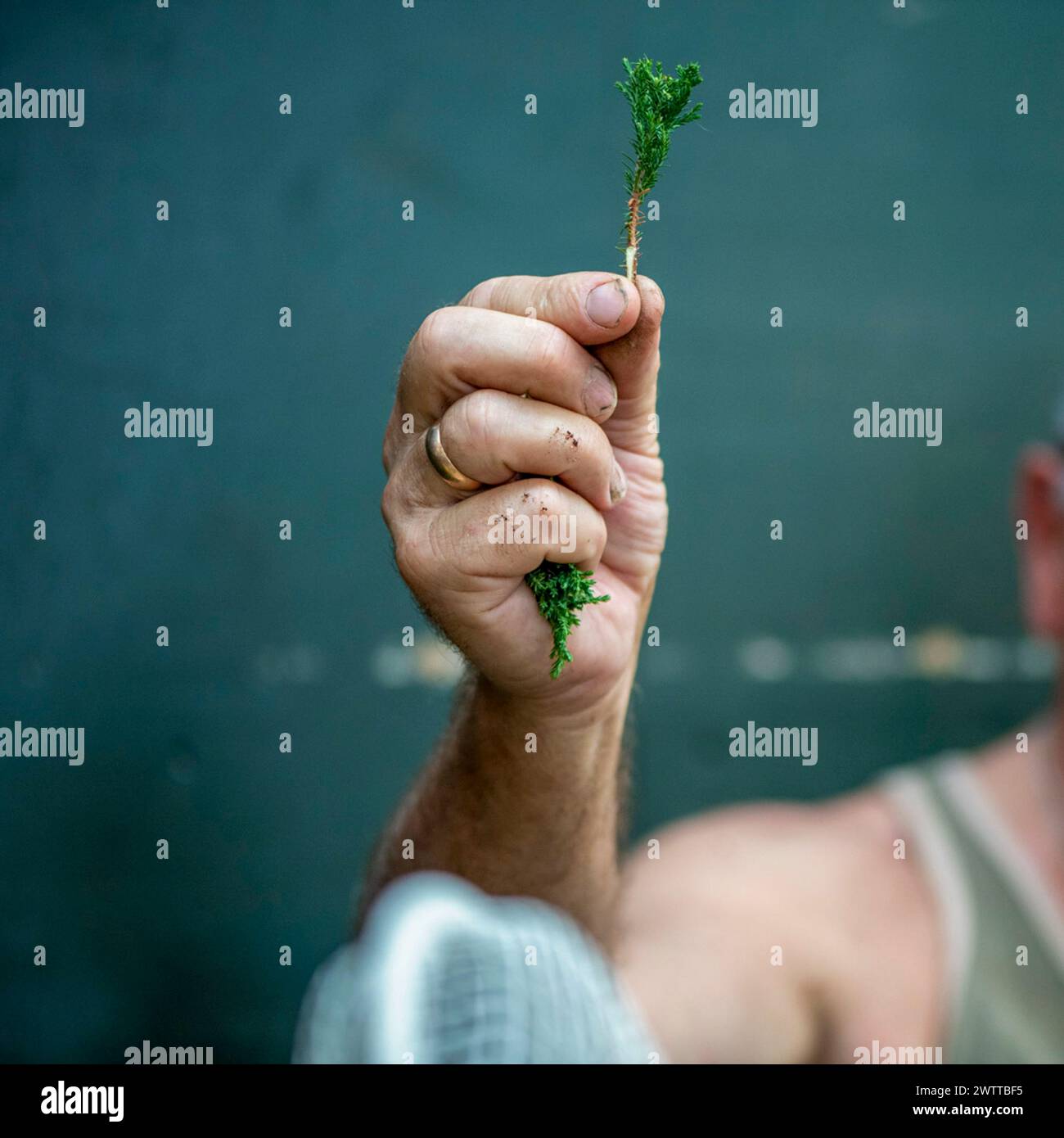 Eine Hand, die triumphierend eine kleine Pflanze vor dunklem Hintergrund hält. Stockfoto