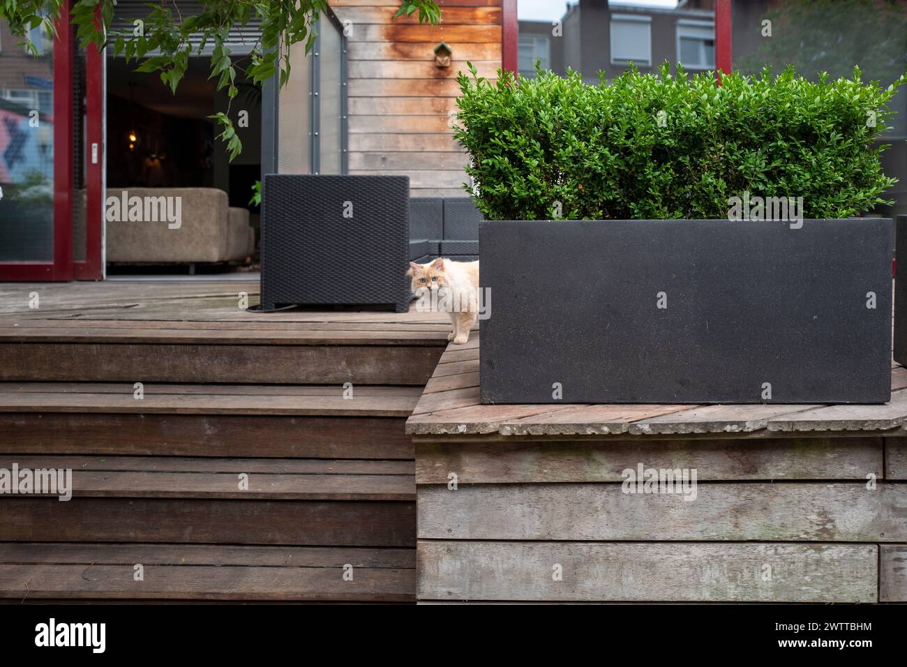 Eine neugierige Katze blickt hinter einem Pflanzgefäß auf einem Holzdeck heraus Stockfoto