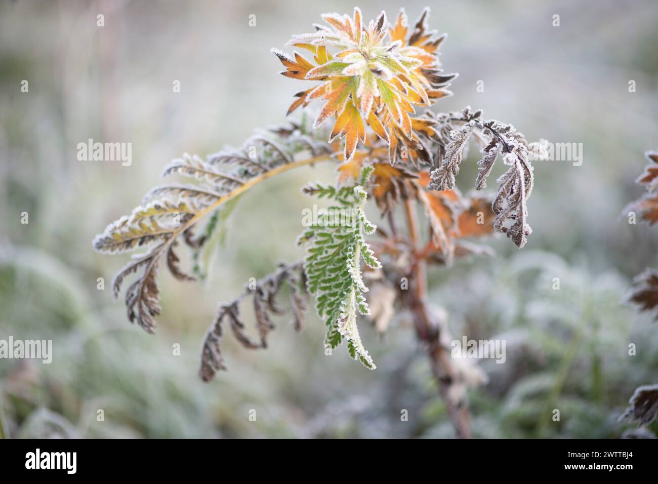 Frostgeküsste Blätter an einem kühlen Morgen Stockfoto