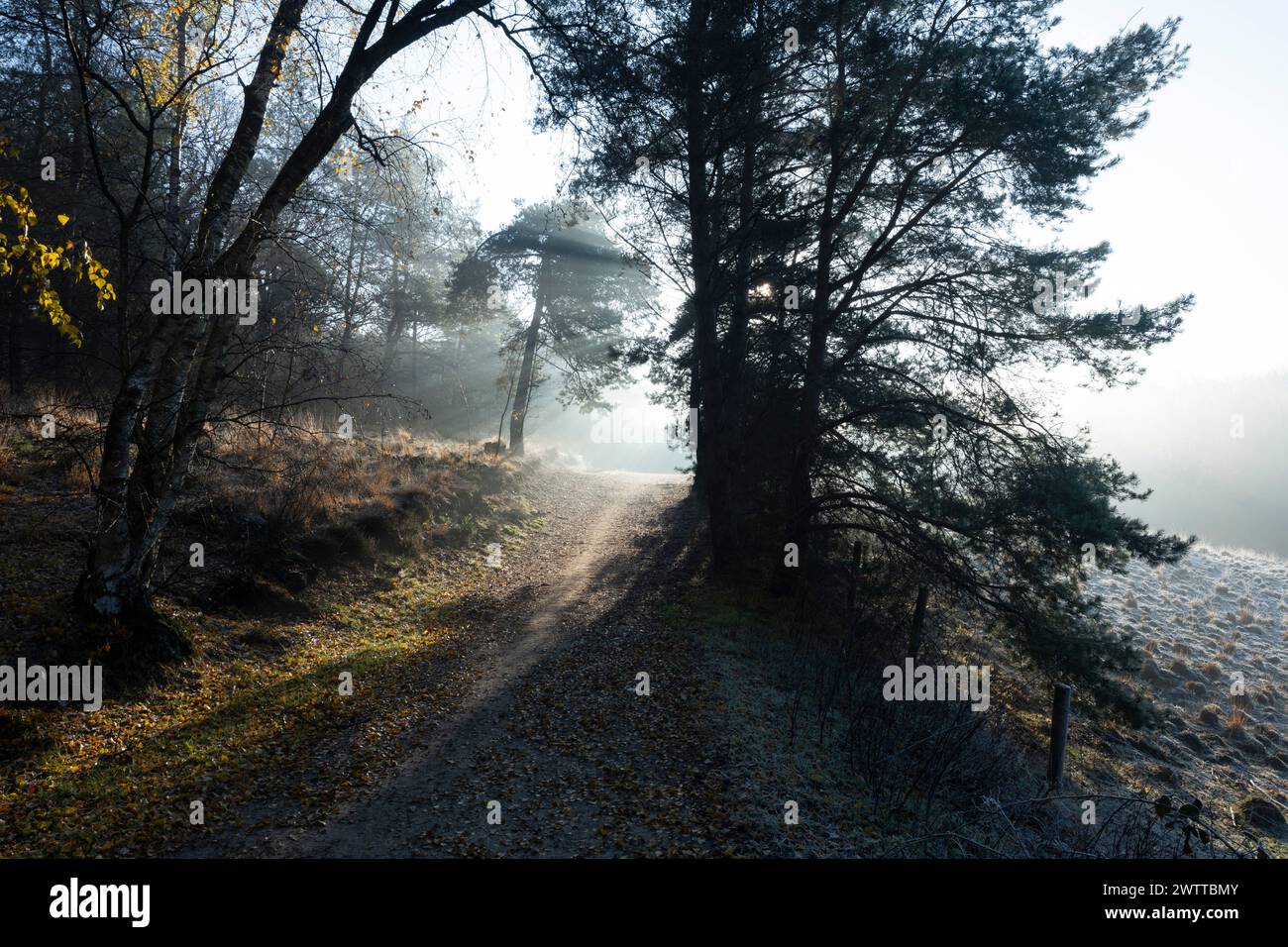 Ein ruhiger Morgen auf einem nebeligen Waldweg. Stockfoto