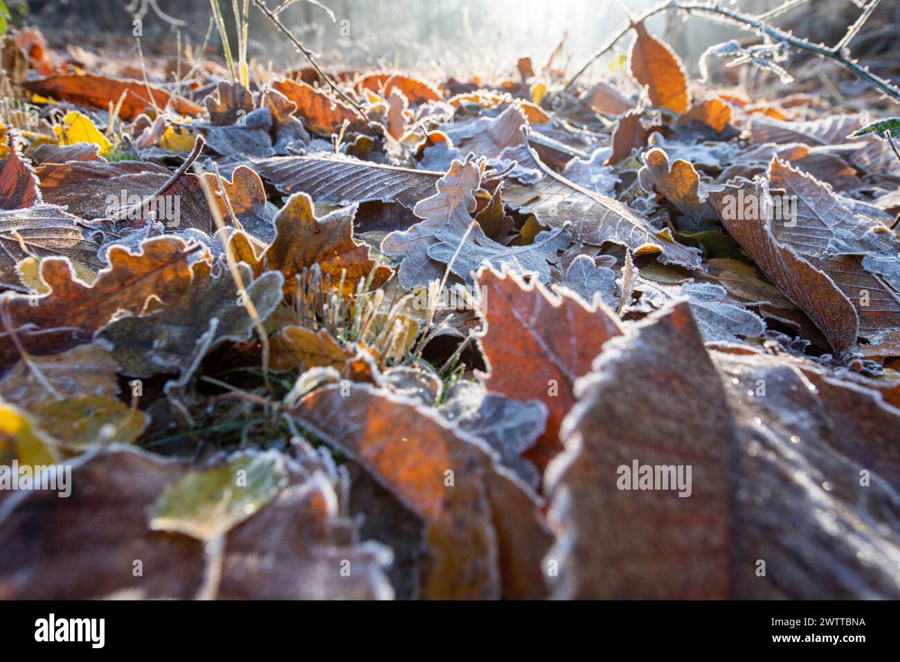 Der frühe Morgenfrost klebt an gefallenen Blättern auf dem Waldboden. Stockfoto