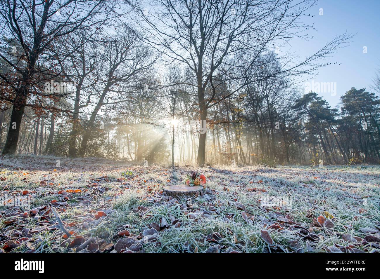 Frostiges Morgenglühen durch stille Waldbäume. Stockfoto
