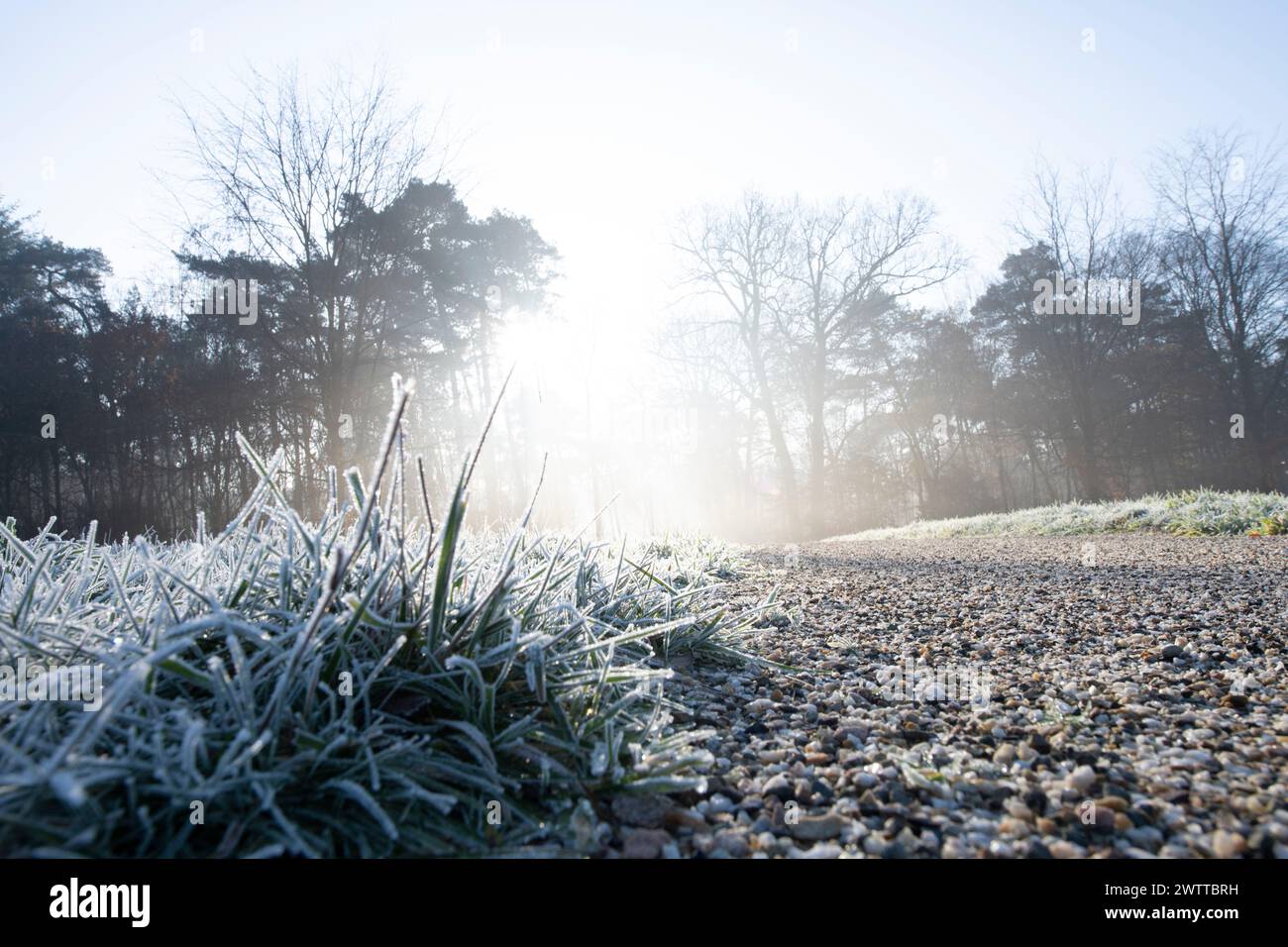 Ein frostiger Morgen mit Sonnenlicht, das durch die Bäume auf einem Kiesweg dringt. Stockfoto