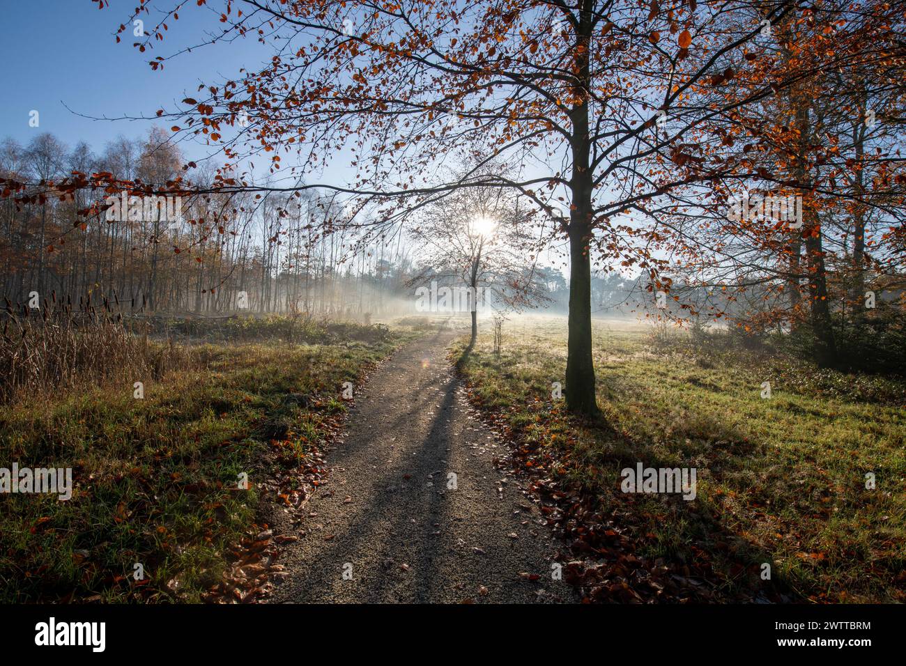 Goldenes Sonnenlicht zieht durch die Bäume auf einem ruhigen Waldweg Stockfoto