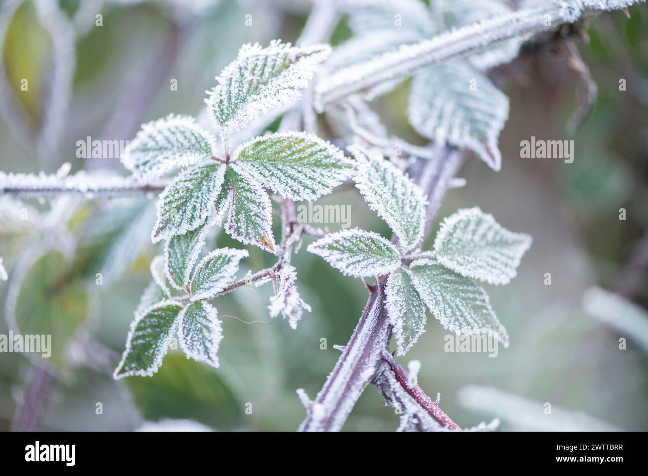Frostgeküsste Blätter glitzern im Morgenlicht Stockfoto