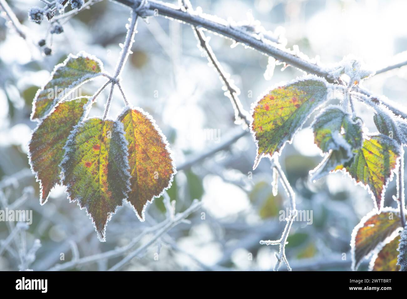 Frostgeküsste Herbstblätter schimmern im Morgenlicht Stockfoto