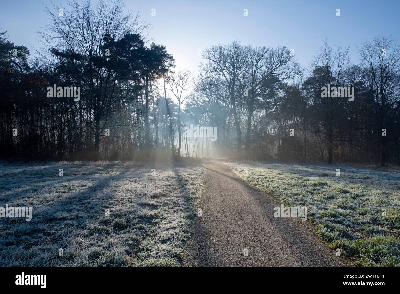 Ein ruhiger Wintermorgen mit Sonnenlicht, das durch die Bäume über einen frostigen Pfad dringt. Stockfoto
