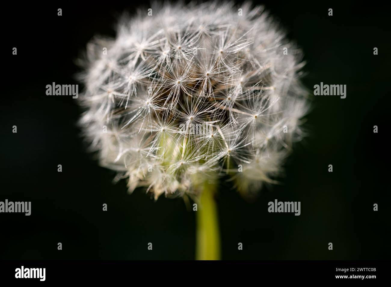 Detaillierte Nahaufnahme einer Löwenzahn-Blume vor einem schroffen schwarzen Hintergrund mit ihrer komplizierten Struktur und ihren zarten Blütenblättern. Stockfoto