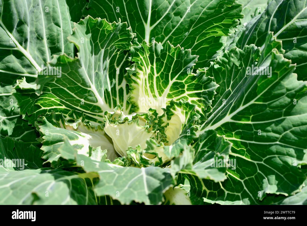 Ein großes grünes Zierkohl Stockfoto