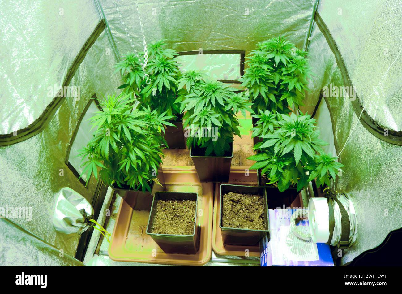 Cannabis-Zelt in Innenrumen mit gesunden grnen Pflanzen Stockfotografie -  Alamy