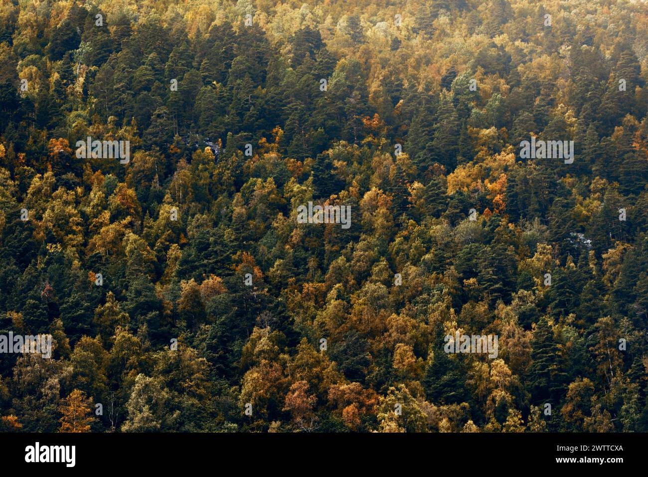Ein dichter Herbstwald mit einem Spektrum von Herbstfarben Stockfoto