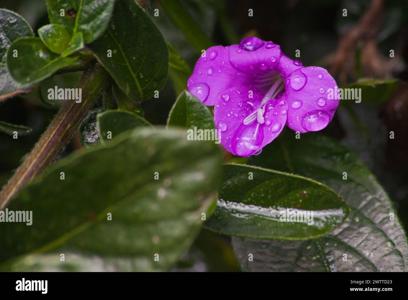 Bush Violet Barleria obtusa 13329 Stockfoto