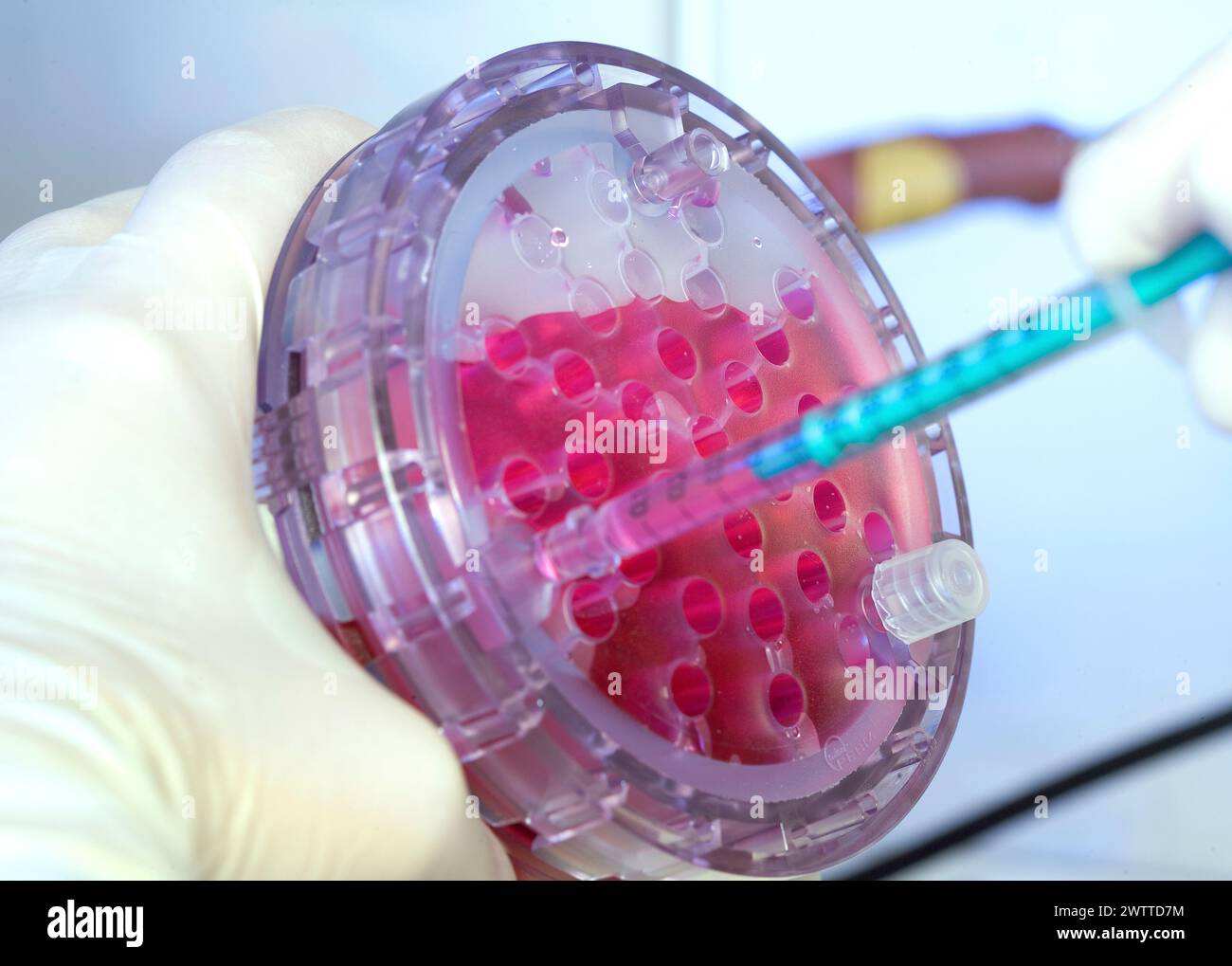 Wissenschaftler pipettieren einer roten Lösung in eine Multi-Well-Platte in einem Labor Stockfoto