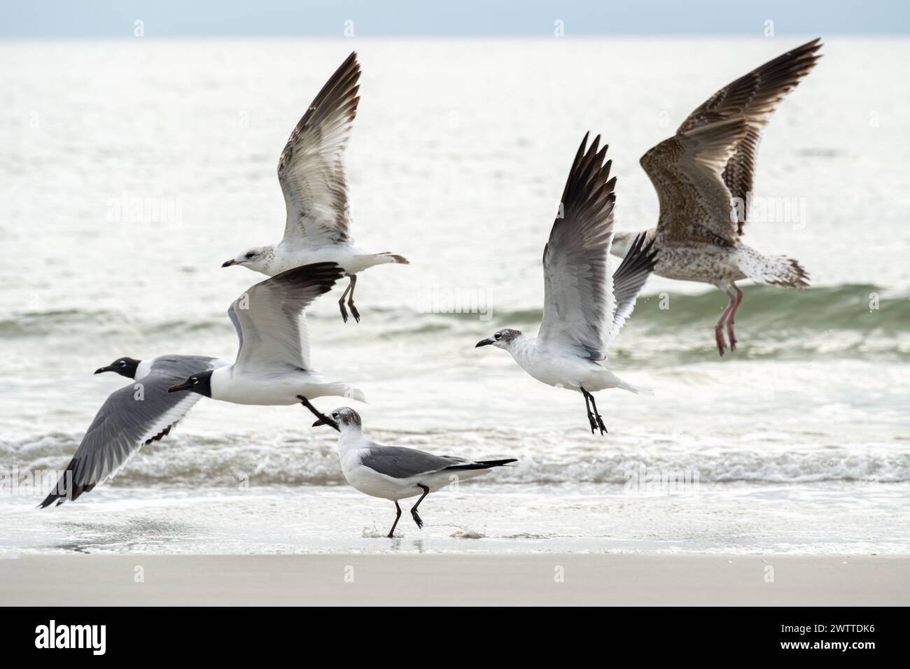 Möwen fliegen entlang der Küste von Jacksonville Beach, Florida. (USA) Stockfoto