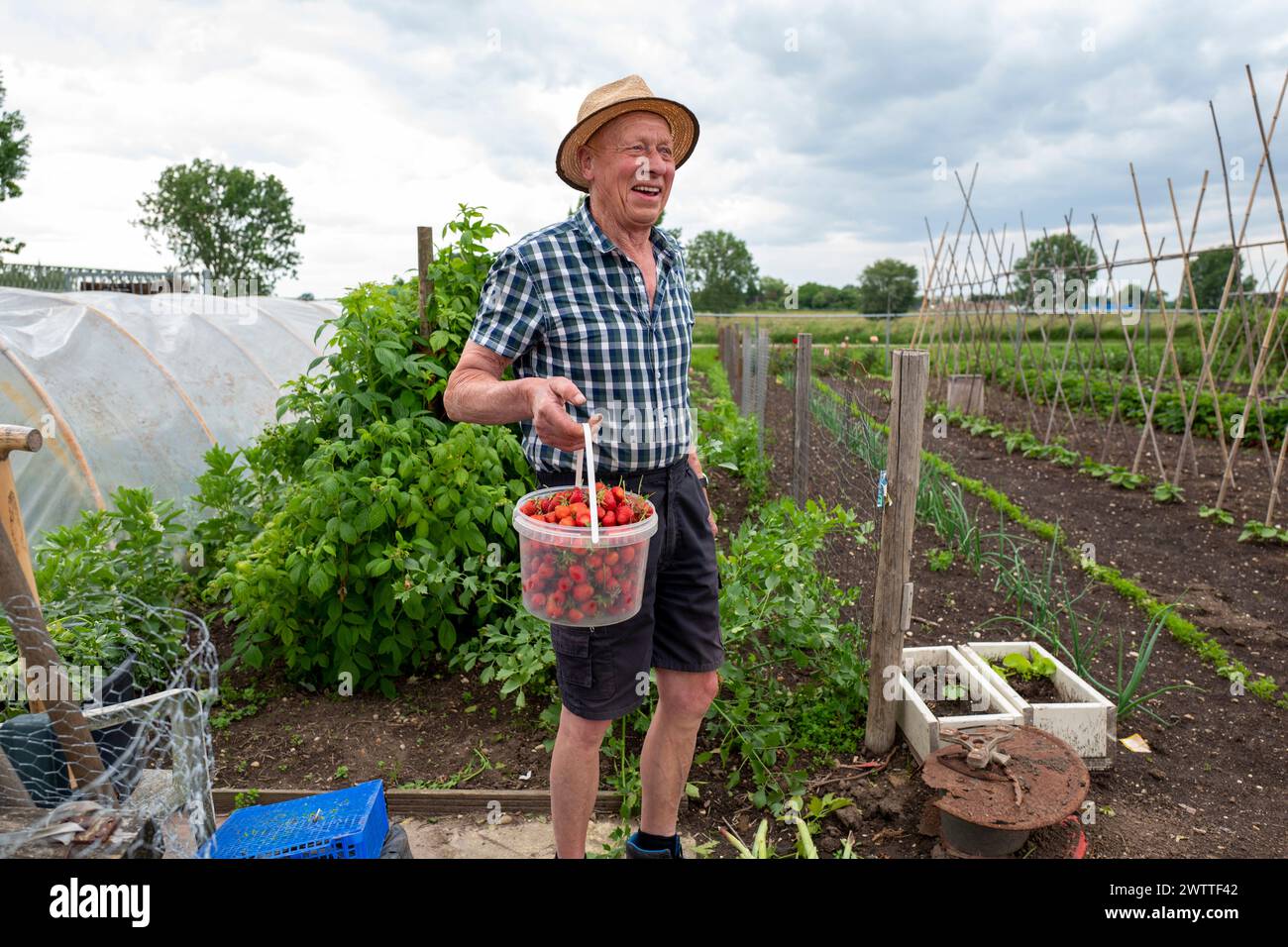 Ein älterer Mann hält stolz einen Eimer frisch gepflückter Tomaten in einem lebendigen, grünen Garten. Stockfoto