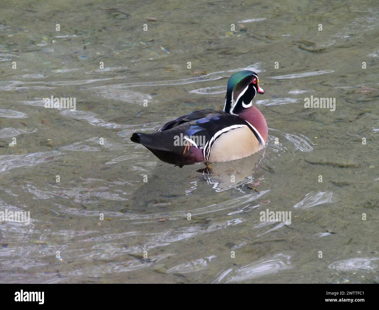 Mandarinenente (männlich) Stockfoto