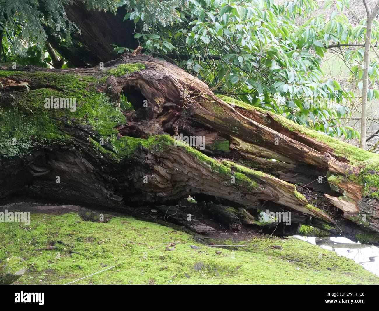 Umgestürzter Baum Stockfoto
