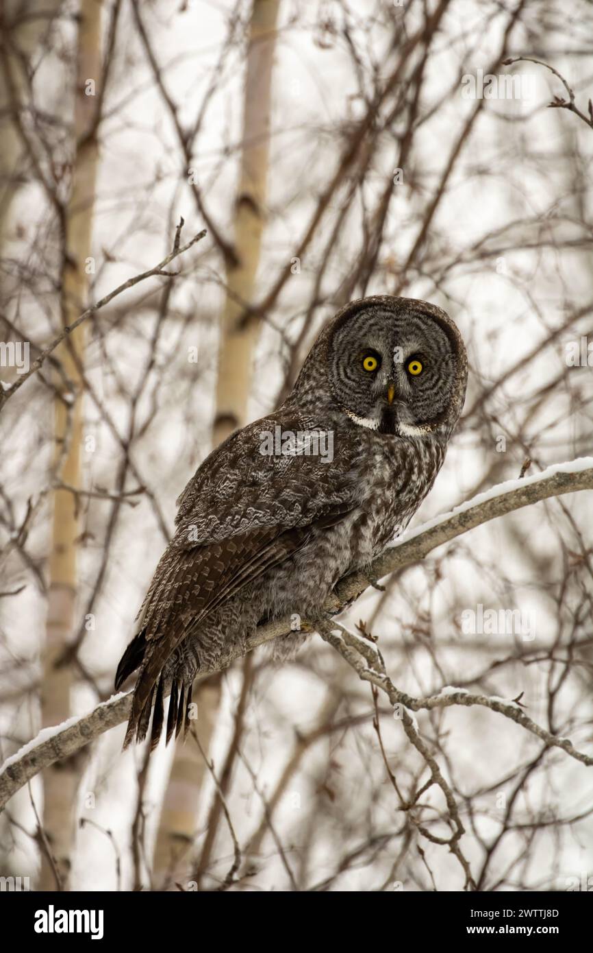 Diese atemberaubende große graue Eule, auf einem verschneiten Baumzweig auf der Suche nach seiner nächsten Mahlzeit. Kanadas größte Eulenrasse, so beeindruckend, wie sie sich zusammenfügen Stockfoto