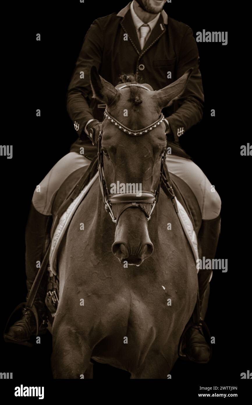 Atemberaubendes Warmblood bei der Dressurshow ist Fritzi ein atemberaubender aufstrebender Star Stockfoto