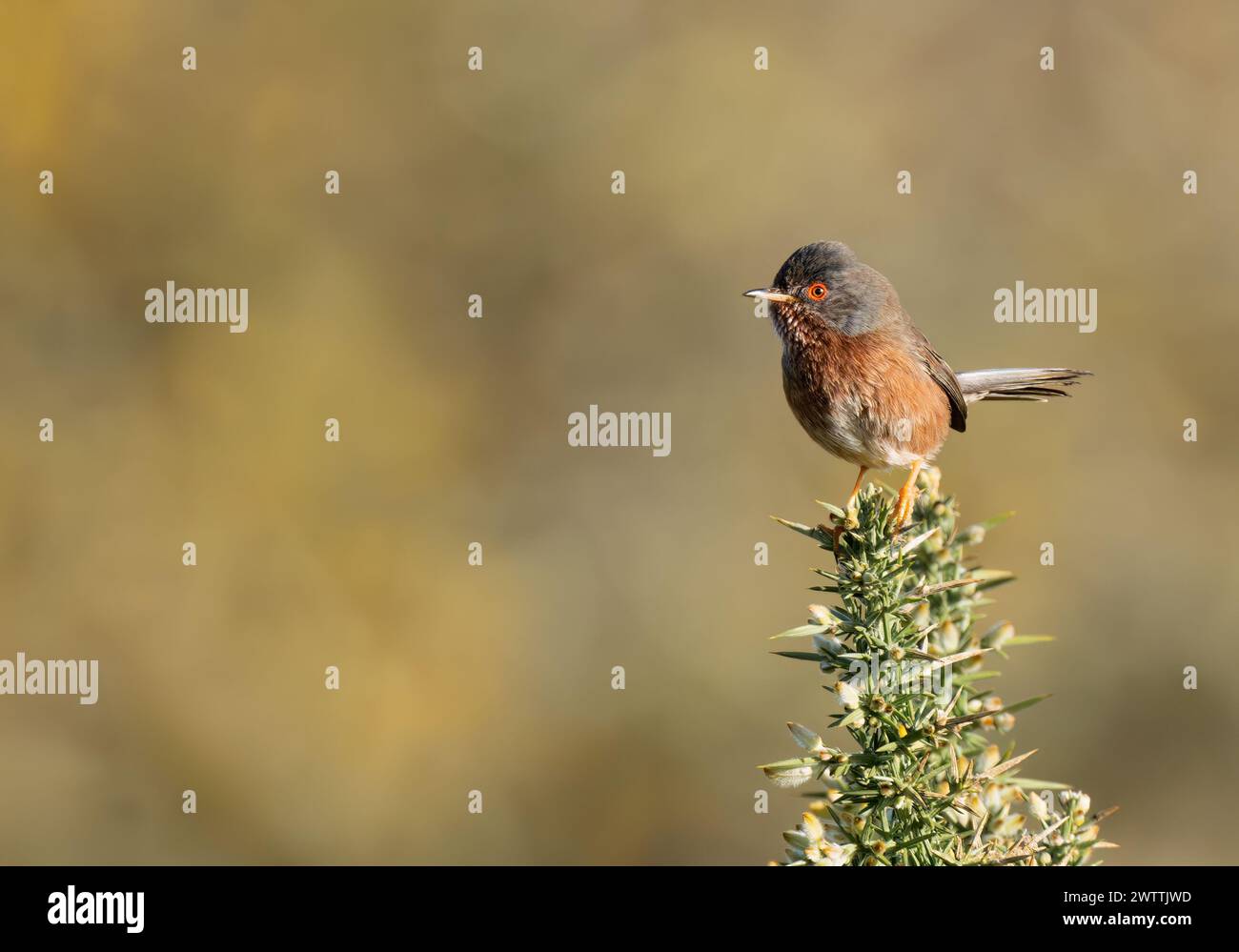 Männlicher Dartford Warbler (Sylvia undata) auf dem Ginsterstrauch, Suffolk Stockfoto