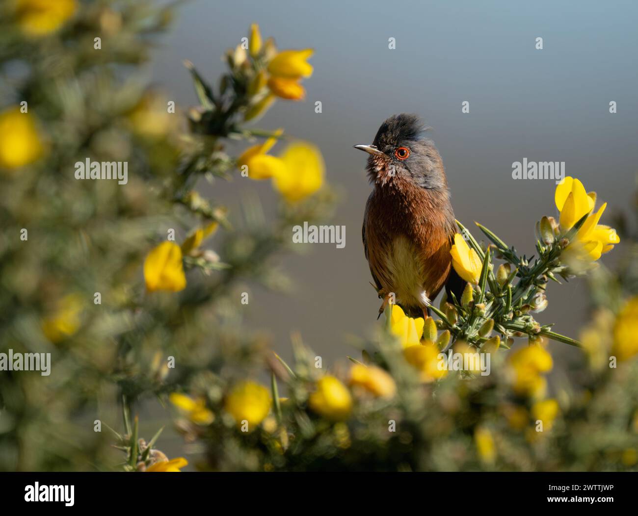 Männlicher Dartford Warbler (Sylvia undata) auf dem Ginsterstrauch, Suffolk Stockfoto