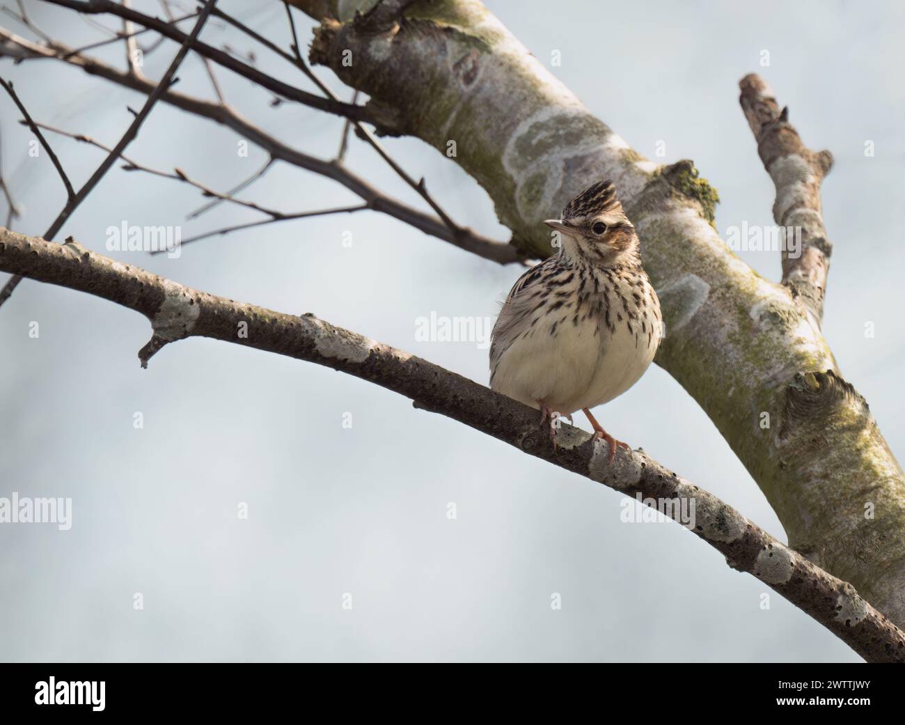 Holzlarke (Lullula arborea) im Baum, Suffolk Stockfoto