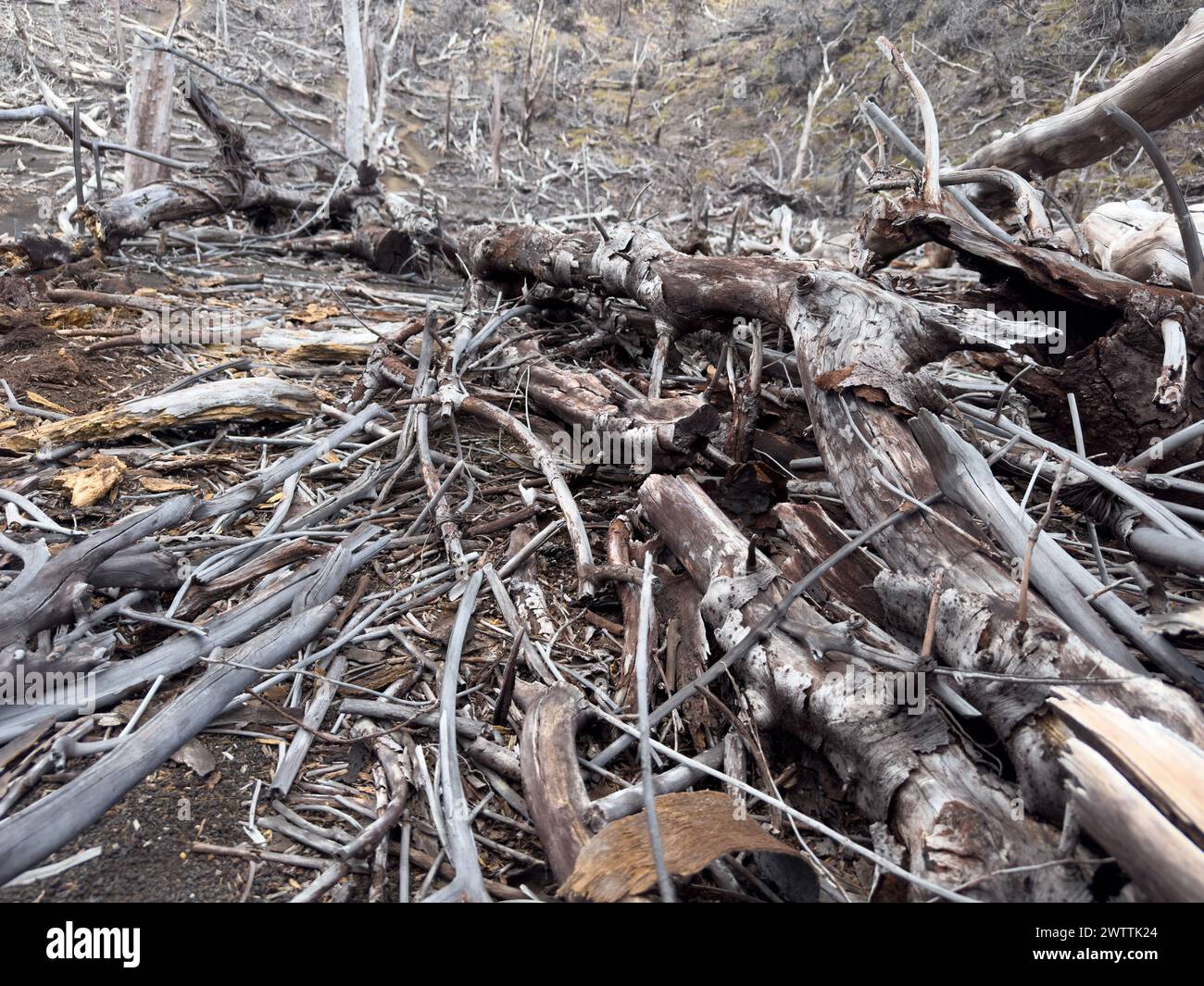 Thema Naturkatastrophen. Gebrochener sterbender Baum auf dem Boden Stockfoto